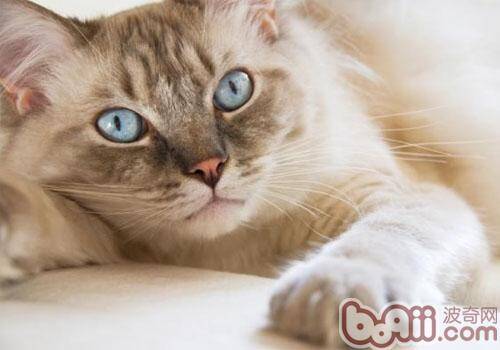 猫咪长寿的秘诀是“懒惰”？