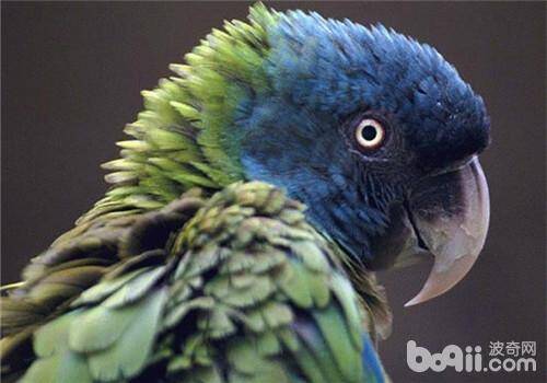 鹦鹉手养的好处与方法