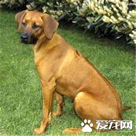 罗得西亚脊背犬掉毛程度 如何解决掉毛情况