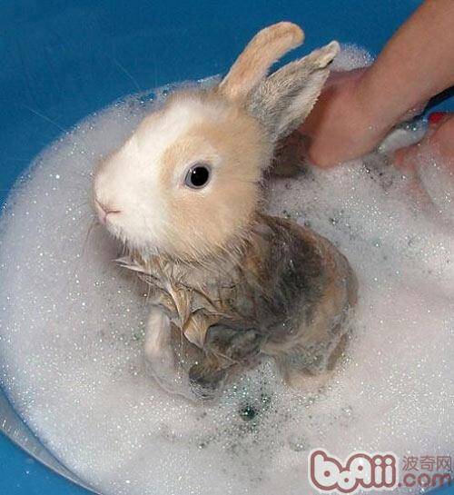 给宠物兔洗澡的误区