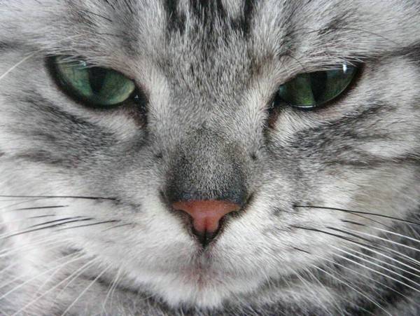 小猫怕热吗