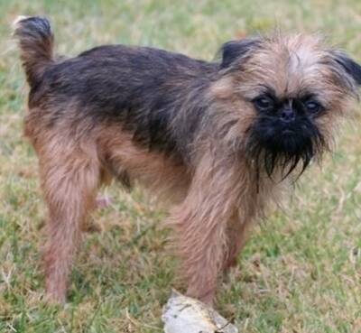 布鲁塞尔格里芬犬的性格 该犬较活泼