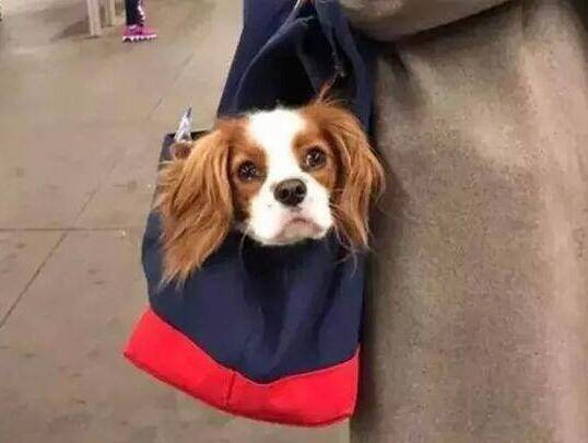 狗狗上地铁只能装在包中, 铲屎官花式带狗上车