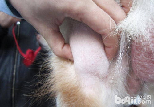 如何对狗狗的潜在淋巴结进行检查