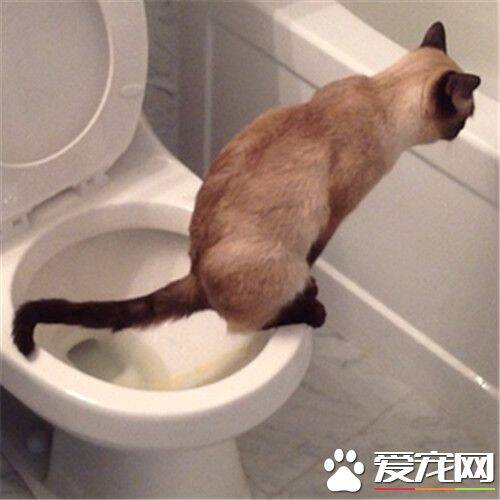 不用猫砂的猫厕所 找一个纸箱里面放入细沙