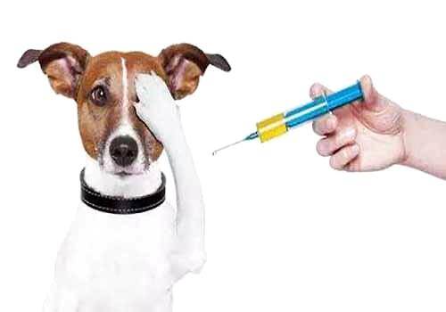 狂犬病的预防措施有哪些？