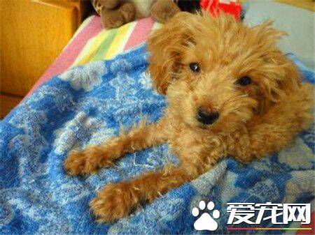 贵宾犬是泰迪犬吗 泰迪犬就是贵宾犬的一种