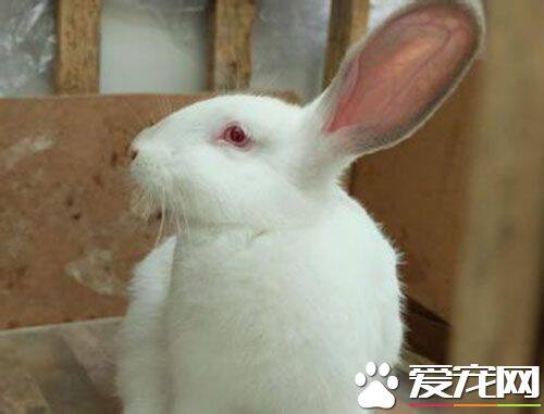 白兔子眼睛什么颜色 兔子的眼睛不一定是红色的