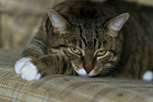 猫六个月相当于人几岁