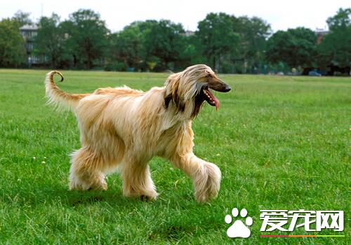 阿富汗猎犬怎么来的 最古老的猎犬犬种之一