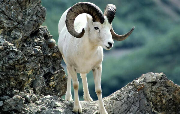 盘羊是几级保护动物