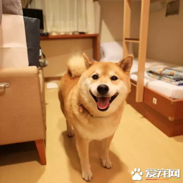 黄柴犬多少钱一只 如何饲养刚买的幼柴