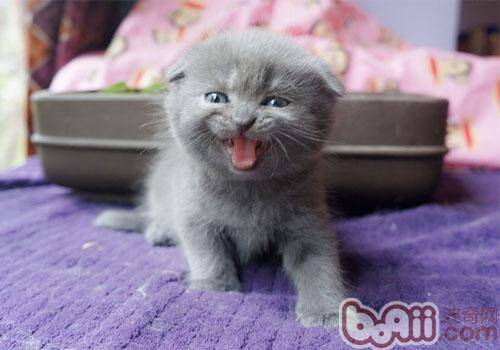 小心折耳猫出售的陷阱