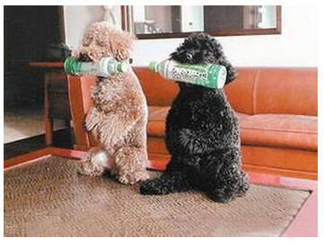 如何奖励狗狗呢,巧用三种奖励让狗狗更乖巧