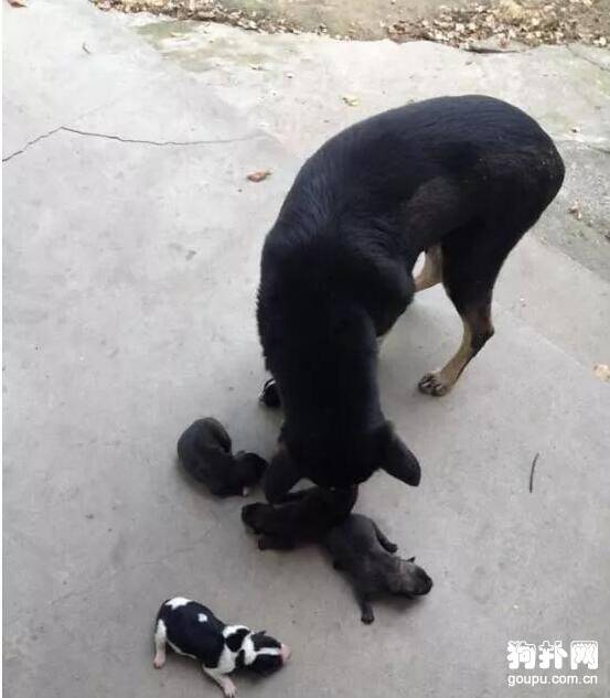 狗妈妈将狗宝宝送人，原因竟是因为......