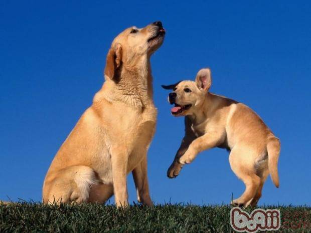 狗狗补钙要慎重 警惕钙过剩