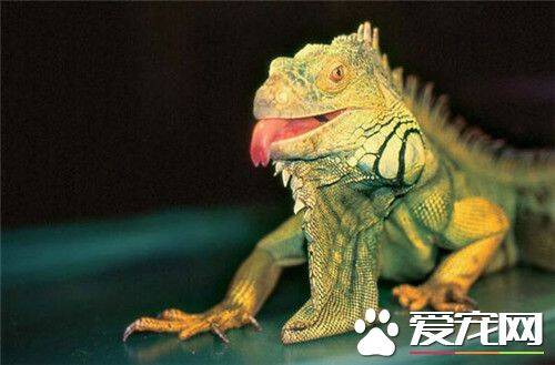 绿鬣蜥的颜色 幼年绿鬣蜥的身体一般呈绿色