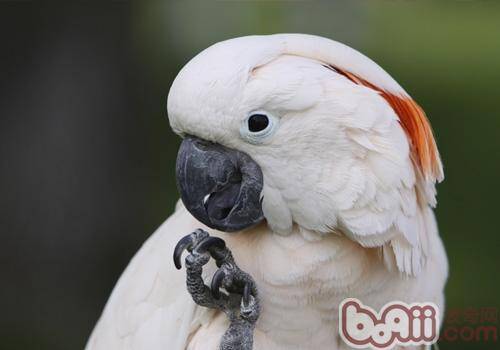 摩鹿加凤头鹦鹉的喂食及繁殖要点