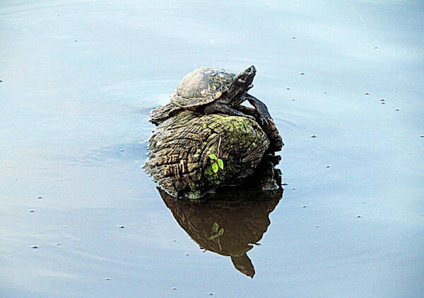乌龟没有壳的样子