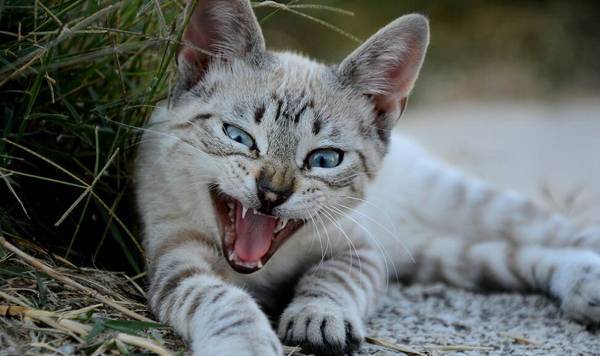 七个月的猫发情么