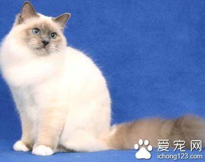 巴厘猫的颜色  CFA只承认4个变种