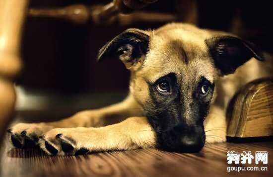狗狗脊椎炎和脊髓炎症状- 原因|诊断|预防及治疗方法