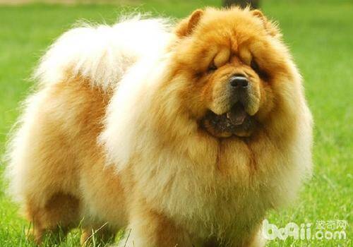 犬真菌性鼻炎的诊断方法