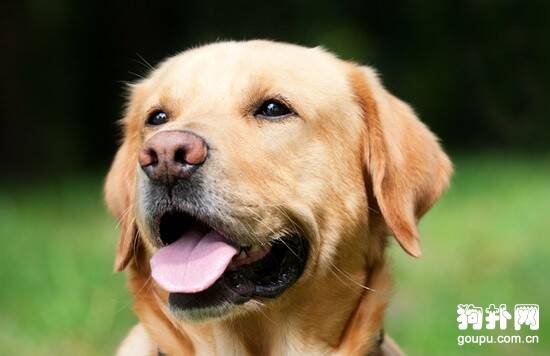 犬耳血肿症状- 狗狗耳血肿原因|诊断|预防及治疗方法