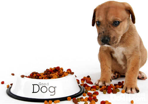 如何训练狗狗拒食不捡食,狗狗吃自己的大便怎么办