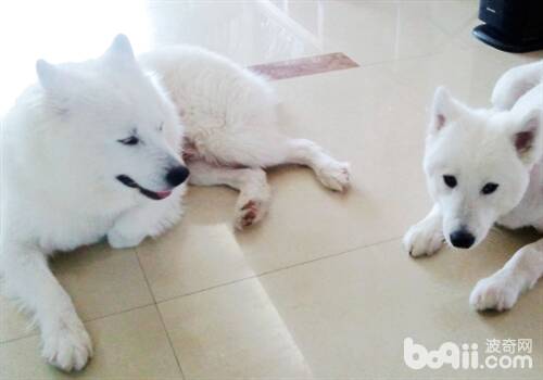 关于狗狗剃毛的那些事