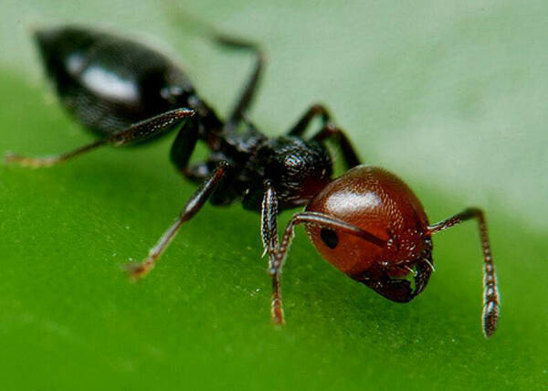 蚂蚁吃什么