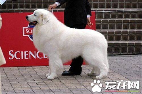大白熊犬多高 大白熊公犬身高69到81厘米