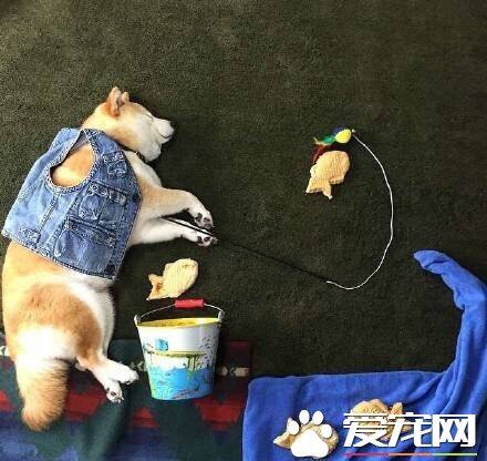 柴犬吃什么狗粮好 怎样给柴犬选购狗粮