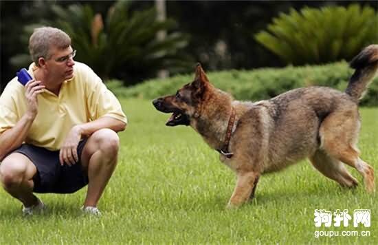 如何将响片引入用手喂食狗狗的训练？