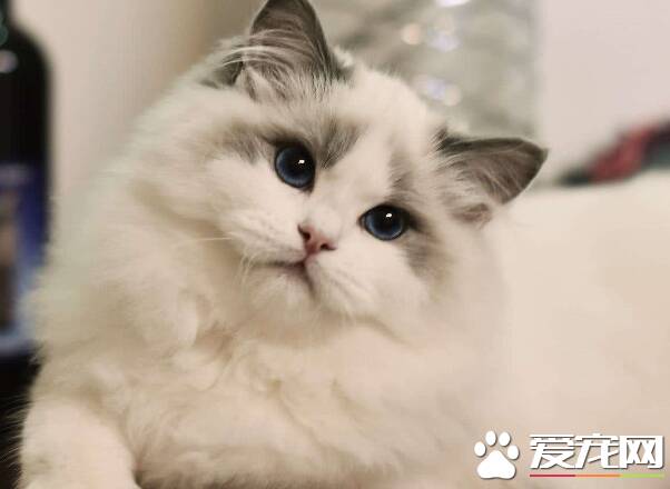 布偶猫吃什么发毛  原来这五种食物可以快速美毛