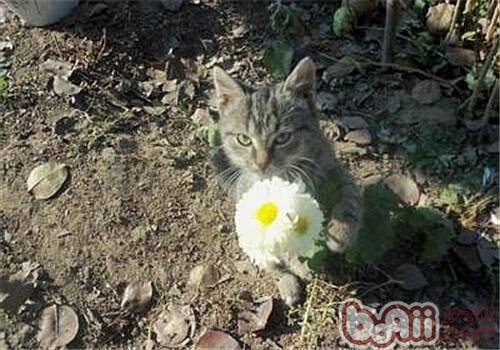 春天对猫猫进行管理的方法