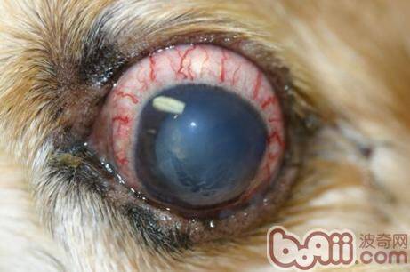 关于狗狗青光眼的治疗案例