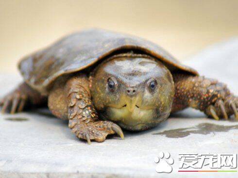鹰嘴龟家庭养殖 鹰嘴龟的喂食以及品性