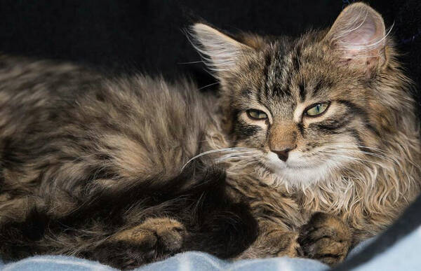 奶猫吃猫砂怎么办