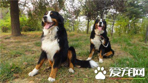 伯恩山犬夏天用剪毛吗 修理毛发是很有必要的