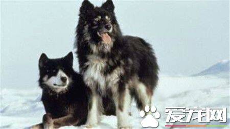 桦太犬是什么品种 一种产于日本的雪橇犬
