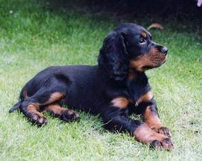 猎犬的训练方法-  怎样训练卷毛巡回猎犬叼东西