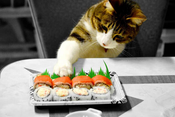 猫能吃的20种食物