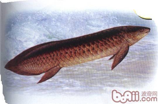 澳洲肺鱼的外形特点