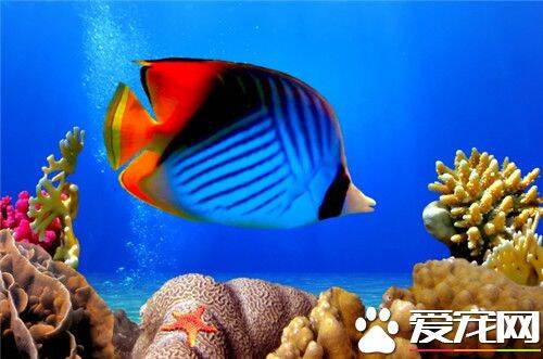 热带鱼饲料哪种好 大品牌饲料应该都还不错