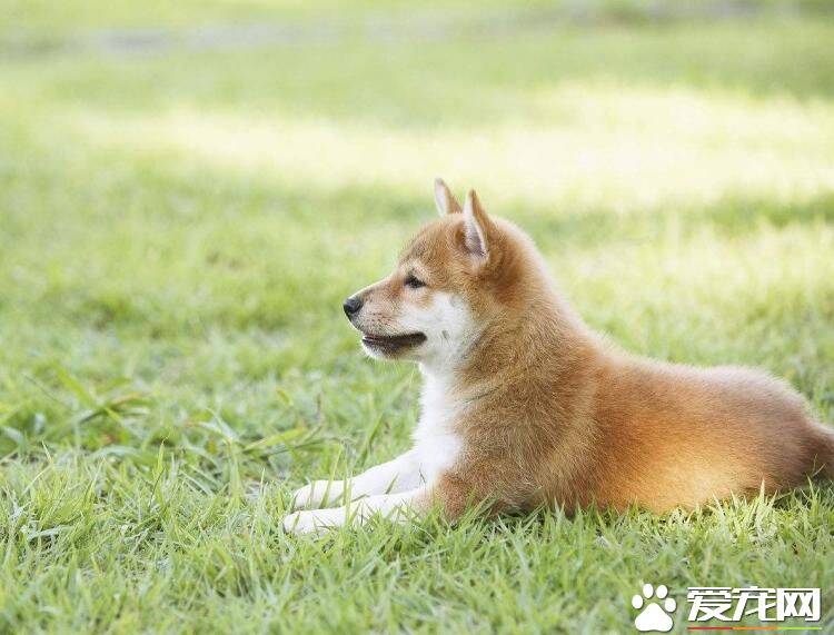 柴犬跑出去不会回来吗 有哪些办法寻找跑出去的柴犬