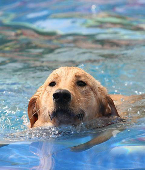 狗狗游泳健将养成要素,让狗狗成为游泳健将的办法