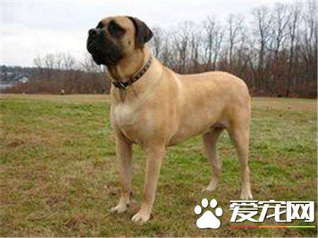 马士提夫犬多大 马士提夫属于超大型獒犬