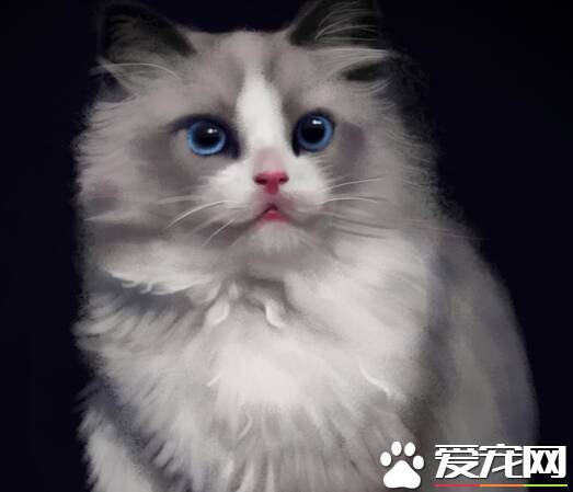 布偶猫不满背会遗传吗 布偶猫满背是什么意思