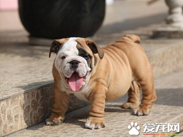 法国斗牛犬怎么样顺产 带着狗狗多运动多太阳